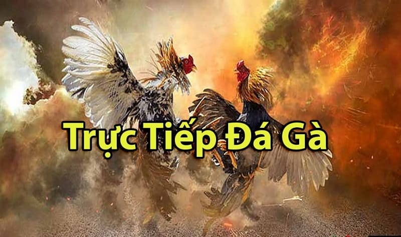 https://gikai.me/tim-hieu-ve-da-ga-thomo-campuchia/
